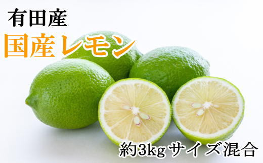 有田産の安心国産レモン約3kg （サイズ混合）※2024年10月中旬〜2025年3月下旬頃に順次発送予定（お届け日指定不可）【tec943】