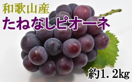 【新鮮・産直】和歌山かつらぎ町産たねなしピオーネ約1.2kg ※2024年8月中旬〜2024年9月下旬頃順次発送【tec951】