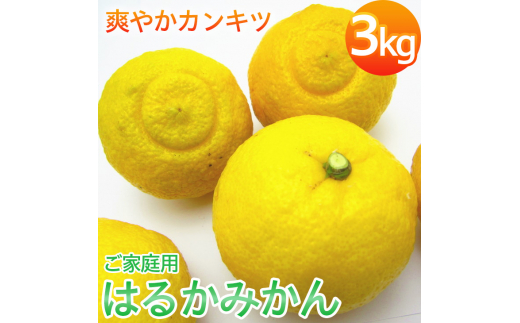 【先行予約】【人気柑橘】有田育ちの はるか みかん（訳あり 家庭用）約3kg ※2025年1月下旬〜2月下旬頃に順次発送予定 ※着日指定不可【ard141A】