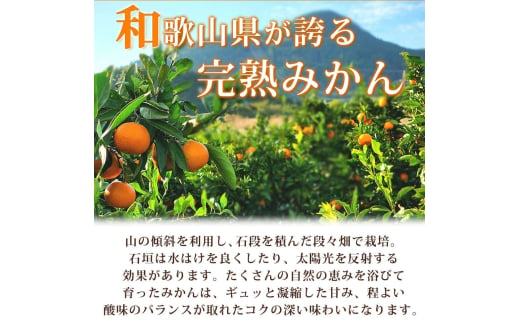 【先行予約】【家庭用 訳あり】紀州有田産 濃厚完熟 温州みかん 2kg  ※2024年11月下旬頃～2025年1月下旬頃に順次発送予定 / みかん ミカン 蜜柑 温州みかん 柑橘 フルーツ 果物 くだもの 和歌山【uot836】