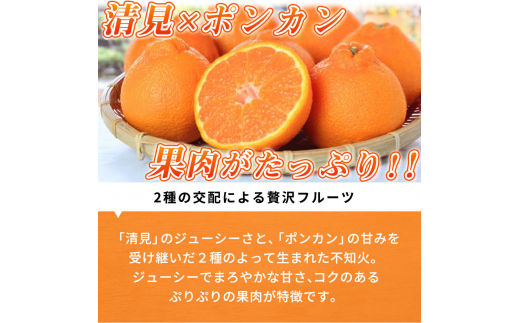 【先行予約】紀州有田産不知火(しらぬひ) 2.5kg ※2025年2月中旬頃〜3月中旬頃に順次発送予定（お届け日指定不可）/ みかん 不知火 和歌山 フルーツ 有田【uot794】