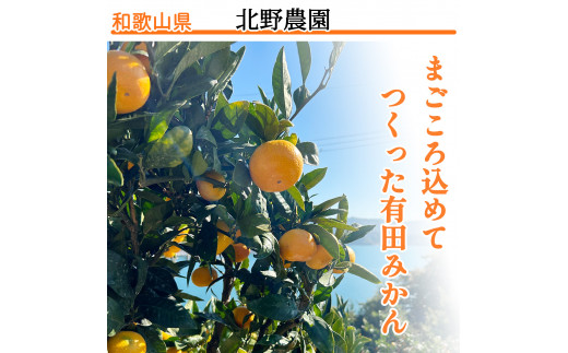 【1月発送】家庭用 有田みかん 和歌山 S～Lサイズ大きさお任せ 5kg / みかん フルーツ 果物 くだもの 有田みかん 蜜柑 柑橘【ktn007A-1】