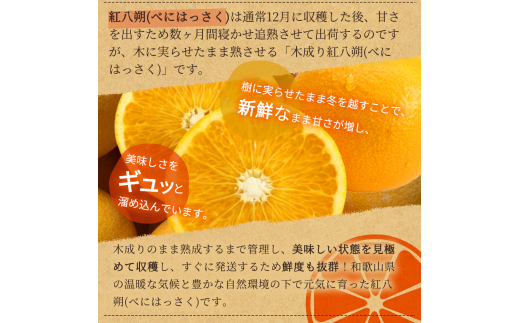 【先行予約】紀州有田産木成り完熟紅八朔８kg ※2025年2月下旬頃〜2025年3月下旬頃に順次発送予定（お届け日指定不可）/ みかん 不知火 和歌山 フルーツ 有田【uot795】