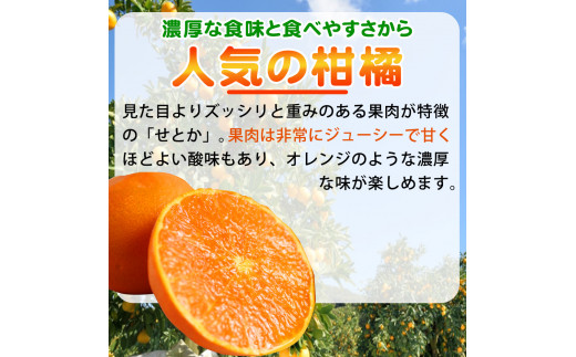 とろける食感 ジューシー柑橘 せとか 約2.5kg みかん 蜜柑 柑橘 オレンジ 果物 フルーツ 国産 和歌山県広川町 ※2025年2月上旬頃〜2月下旬頃に順次発送予定【uot789】