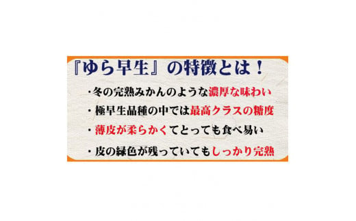 濃厚な味わい ご家庭用 ゆら早生みかん　約4kg+120g　サイズ混合【10月上旬より発送】希少品種《有機質肥料100％》※2024年10月上旬より順次発送予定【nuk162】