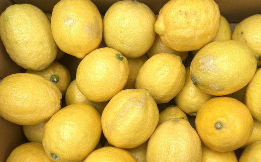 有田産の安心国産レモン約3kg （サイズ混合）※2024年10月中旬〜2025年3月下旬頃に順次発送予定（お届け日指定不可）【tec943】