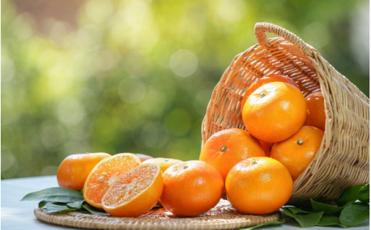 【先行予約】希少種みかん はれひめ 約5kg(25個〜30個) 秀品 2024年12月中旬〜2025年2月初旬頃に順次発送予定（お届け日指定不可）/ 和歌山 みかん はれひめ フルーツ 柑橘 蜜柑 果物 くだもの【kgr004】