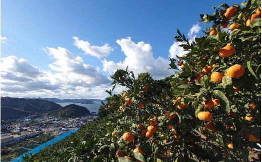 こだわりの和歌山県産 有田みかん 5kg(S〜Lサイズ) ひとつひとつ手選別で厳選！生産者から直送 【2024年11月中旬〜1月中旬頃に順次発送分】 みかん ミカン 蜜柑 有田みかん 柑橘 果物 フルーツ 温州みかん 予約【hdm005】