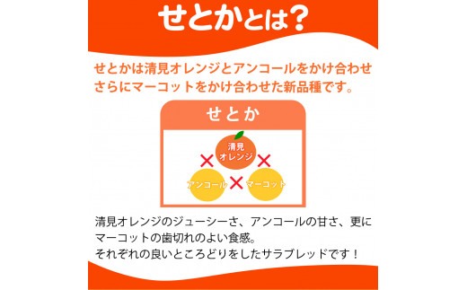 とろける食感 ジューシー柑橘 せとか 約2.5kg みかん 蜜柑 柑橘 オレンジ 果物 フルーツ 国産 和歌山県広川町 ※2025年2月上旬頃〜2月下旬頃に順次発送予定【uot789】