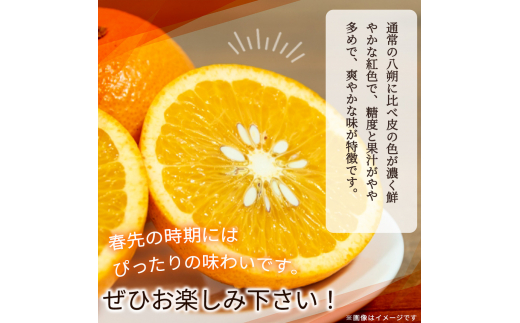 【先行予約】紀州有田産木成り完熟紅八朔８kg ※2025年2月下旬頃〜2025年3月下旬頃に順次発送予定（お届け日指定不可）/ みかん 不知火 和歌山 フルーツ 有田【uot795】