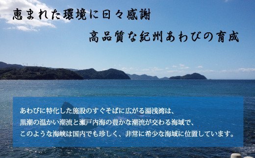 極上！紀州蝦夷鮑×3個　五つ星旅館にも出荷される極上アワビ＜日付指定OK＞【riz103】