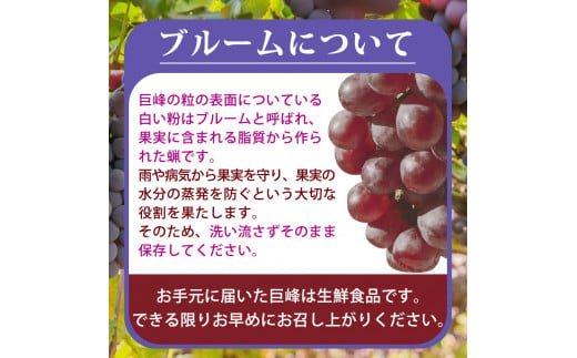 紀州和歌山産の種なし巨峰ぶどう２房（約800g〜1kg）※2025年8月上旬頃〜2025年9月上旬頃に順次発送予定 / ぶどう ブドウ 葡萄 種無し フルーツ 果物 くだもの【uot814】 