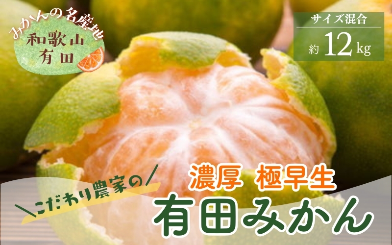 ＜10月中旬～＞【産地直送】濃厚 極早生 有田みかん 12kg  ※2024年10月中旬～10月下旬頃に順次発送予定　【ard072B】