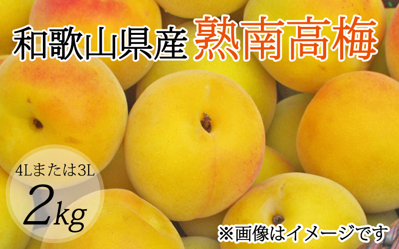 【梅干・梅酒用】（4Lまたは3L－2Kg）熟南高梅＜2025年6月上旬～7月上旬ごろに順次発送予定＞ / 梅 青梅 梅干 梅干し 大容量 梅酒 お酒【art006A】