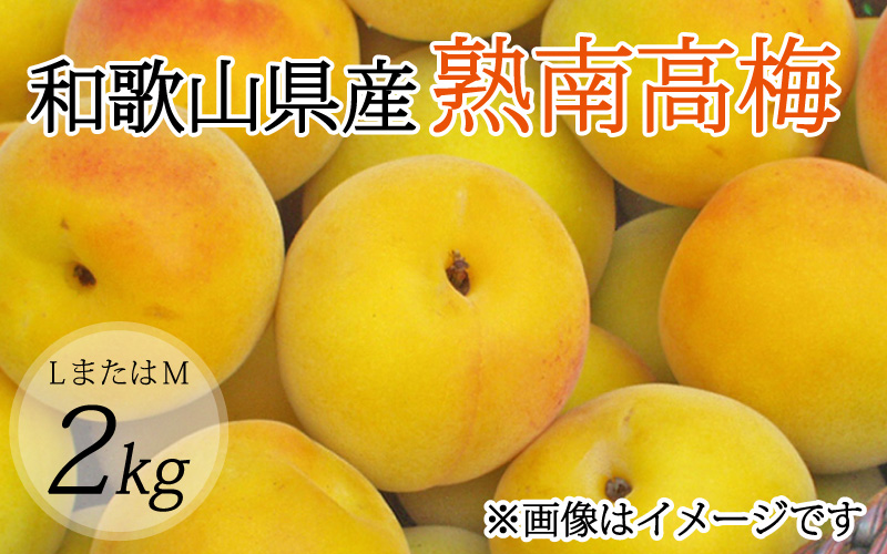 【梅干・梅酒用】（LまたはM－2Kg）熟南高梅＜2025年6月上旬～7月上旬ごろに順次発送予定＞ 【art012A】