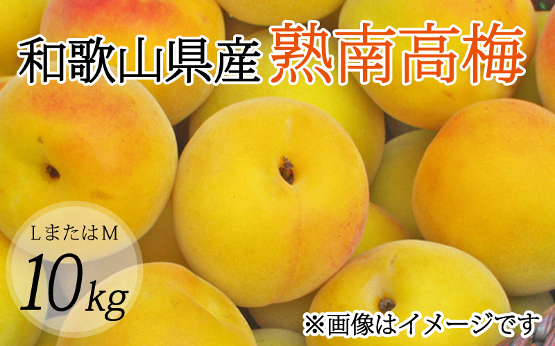 【梅干・梅酒用】（LまたはM－10Kg）熟南高梅＜2025年6月上旬～7月上旬ごろに順次発送予定＞ 【art013A】