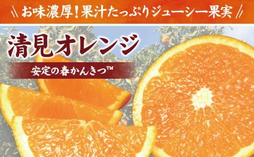 清見オレンジ約8kg / 果実サイズおまかせ ※2024年2月中旬〜4月下旬頃発送予定 / 紀伊国屋文左衛門本舗【sgtb401】