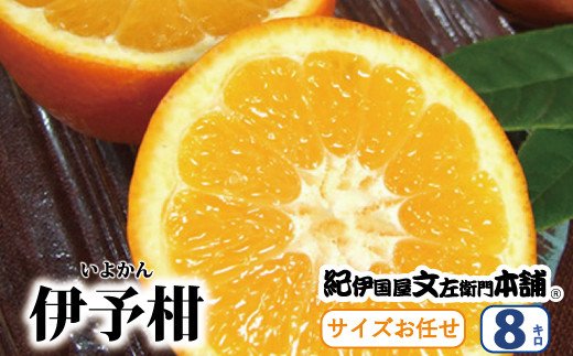 伊予柑(いよかん) 約8kg / サイズおまかせ　※2024年1月中旬〜2月中旬頃に順次発送予定(お届け日指定不可)　紀伊国屋文左衛門本舗　【sgtb440】