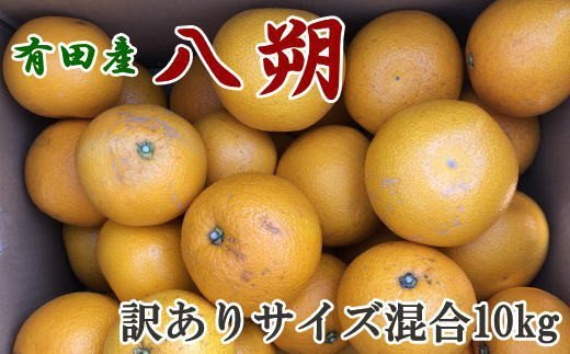 【手選果・訳あり】有田産の八朔10kg（サイズ混合）＜2025年1月下旬〜2月下旬頃に順次発送＞【tec847】