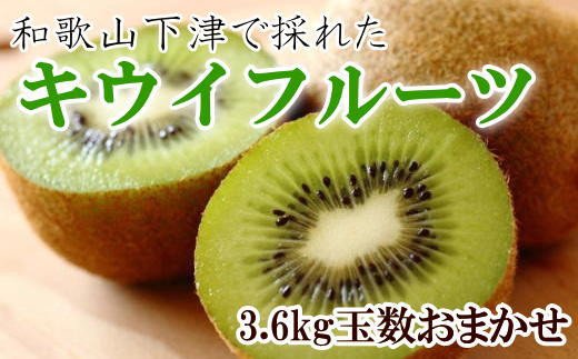 和歌山の下津で採れたキウイフルーツ約3.6kg（玉数おまかせ・秀品）※2025年1月上旬〜3月上旬頃に発送【tec502】