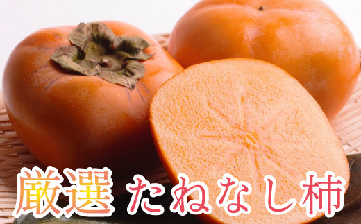 ＜10月より発送＞厳選たねなし柿2.5kg（傷み補償分）【刀根早生・平核無柿（ひらたねなしかき）】【カキ・種無柿・種無し柿・種なし柿・無核柿】【ikd057B】