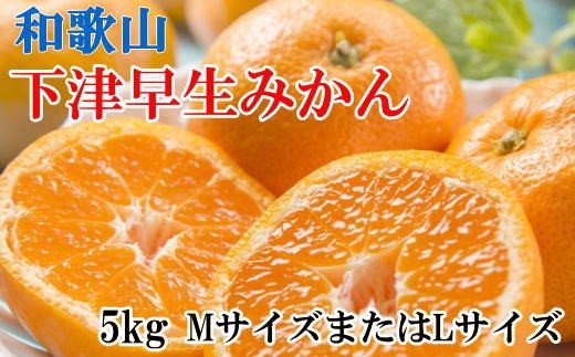 【産直】和歌山下津早生みかんMまたはL5kg ※2024年11月中旬〜2025年1月中旬頃に順次発送【tec871】