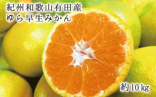 紀州和歌山 有田産 ゆら早生みかん 10kg ※2024年10月中旬頃〜10月下旬頃に順次発送予定(お届け日指定不可) / みかん ミカン 蜜柑 柑橘 早生 フルーツ 果物 くだもの 和歌山【uot734】