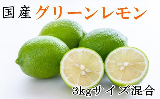 【産直】和歌山産グリーンレモン約3kg（サイズ混合）※2024年10月中旬〜11月中旬頃順次発送【tec506】