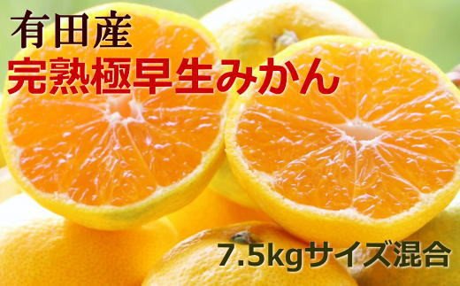 【手選別】紀州有田の完熟極早生みかん約7.5kg(サイズ混合) ※2024年10月下旬より順次発送【tec802】