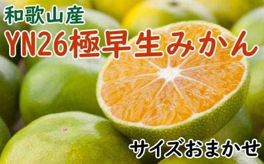 【産直】YN26極早生みかん約5kg（2S〜Mサイズおまかせ）※2024年9月中旬〜10月中旬頃順次発送【tec800】