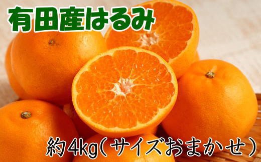 【厳選・濃厚】紀州有田産のはるみ約4kg(2L〜3Lサイズおまかせ) ※2025年1月下旬〜2月中旬頃順次発送【tec820A】