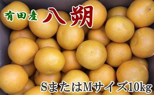 【手選果】有田産の八朔10kg（SまたはMサイズいずれかお届け）＜2025年1月下旬〜2月下旬頃に順次発送＞【tec845】