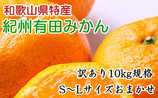 [訳あり規格]和歌山有田みかん10kg（S〜Lサイズおまかせ）※2024年11月中旬〜1月中旬頃順次発送予定【tec830】