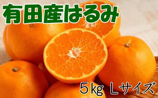 【厳選・濃厚】紀州有田産のはるみ約5kg(Lサイズ) ※2025年1月下旬〜2月中旬頃順次発送（お届け日指定不可） 【tec914A】