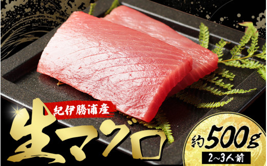 産地直送！ 紀伊勝浦産 天然生マグロ 約500g(2〜3柵)  冷蔵便 ※ビンチョウ・キハダ・メバチのいづれかをお届け まぐろ マグロ 鮪 生マグロ 刺身 柵 海鮮 海の幸 魚 魚介 新宮市【sko002】