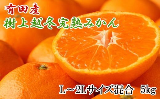 【濃厚・まろやか】有田産樹上越冬完熟みかん5kg（L〜2Lサイズ混合・秀品） 【tec874A】