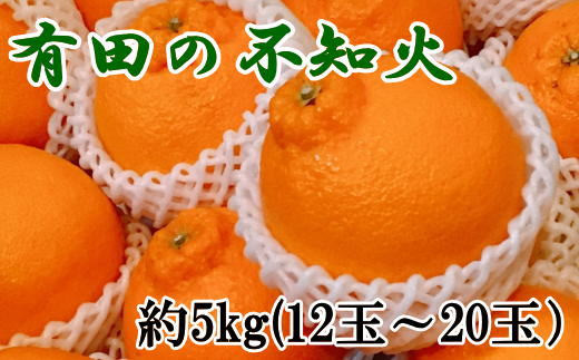 【濃厚】有田の不知火約5kg（12玉〜20玉おまかせ） ※2025年2月中旬〜2025年3月上旬頃に順次発送予定（日付指定不可）【tec861】