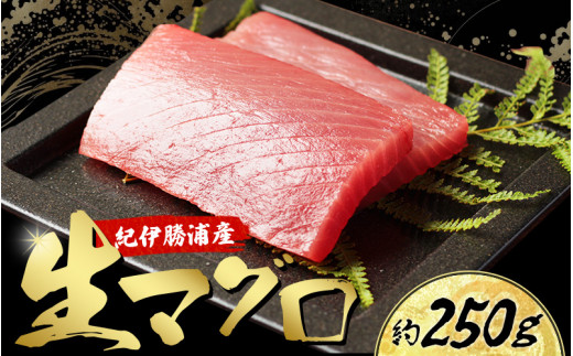 産地直送！ 紀伊勝浦産 天然生マグロ 約250g(1柵)  冷蔵便 ※ビンチョウ・キハダ・メバチのいづれかをお届け まぐろ マグロ 鮪 生マグロ 刺身 柵 海鮮 海の幸 魚 魚介 新宮市【sko001】