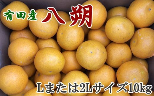 【手選果】有田産の八朔10kg（Lまたは2Lサイズいずれかお届け）＜2025年1月下旬〜2月下旬頃に順次発送＞【tec846】