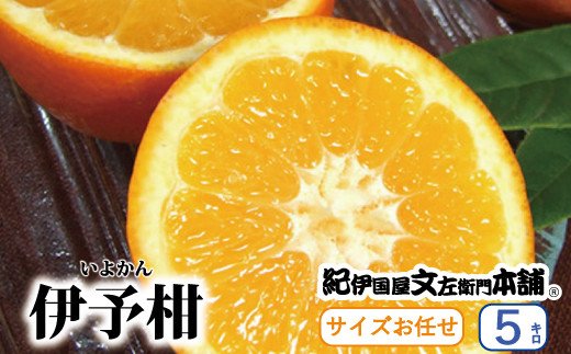 伊予柑(いよかん) 約5kg/サイズおまかせ　※2024年1月中旬〜2月中旬頃に順次発送予定(お届け日指定不可)　紀伊国屋文左衛門本舗【sgtb441】