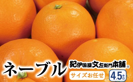 ネーブル 約4.5kg / サイズおまかせ　※2024年1月中旬〜2月上旬頃に順次発送予定(お届け日指定不可)　紀伊国屋文左衛門本舗　【sgtb431】