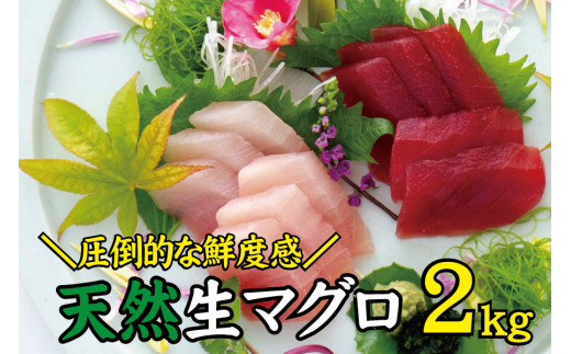 天然 キハダ（もしくはメバチ） 生まぐろ 大容量2kg 鮮度抜群の生まぐろをお届けします / 生鮪 鮪 マグロ 生まぐろ キハダマグロ 刺身【tka015】