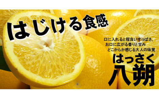 八朔(はっさく) 約5kg サイズおまかせ　紀伊国屋文左衛門本舗 ※2024年1月下旬〜4月上旬頃に順次発送予定【sgtb410】