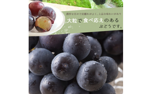 紀州和歌山産 ピオーネ 約2kg ※2024年8月中旬〜9月中旬頃に順次発送 ※日付指定不可 ぶどう ブドウ 葡萄 果物 くだもの フルーツ【uot781】