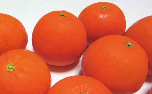 【2025年4月より順次発送】有田育ちの爽快セミノールオレンジ(ご家庭用)　約5kg【ard025A】