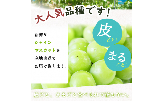 紀州和歌山産 シャインマスカット 約1kg ※2024年8月中旬〜9月下旬頃に順次発送 ※日付指定不可 ぶどう ブドウ 葡萄 マスカット 果物 くだもの フルーツ 人気【uot782】