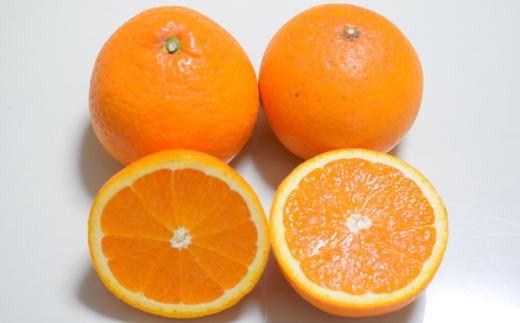 【訳あり・ご家庭用】和歌山由良町産の濃厚清見オレンジ約10kg　※2025年2月中旬〜2025年2月下旬頃（お届け日指定不可）【tec877】
