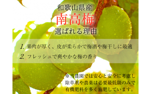 【梅干・梅酒用】（4Lまたは3L－2Kg）熟南高梅＜2025年6月上旬～7月上旬ごろに順次発送予定＞ / 梅 青梅 梅干 梅干し 大容量 梅酒 お酒【art006A】