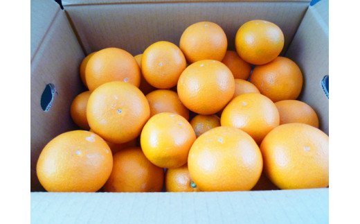 【予約】【ジューシー】清見オレンジ 5kg ※2025年3月下旬〜2025年4月中旬頃に順次発送予定（お届け日指定不可）/ オレンジ みかん ミカン 蜜柑 柑橘 フルーツ 果物 くだもの 和歌山【uot710-2】