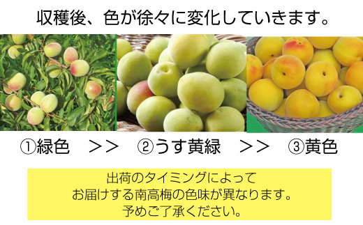 【梅干・梅酒用】（3Lまたは2L－10Kg）熟南高梅＜2025年6月上旬～7月上旬ごろに順次発送予定＞/ 梅 青梅 梅干 梅干し 大容量 梅酒 お酒【art009A】